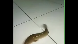 My impoverish commits a crime relating to